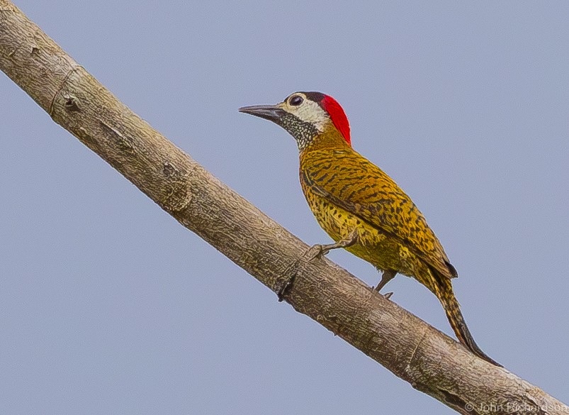 Spot-breasted Woodpecker - ML611961309