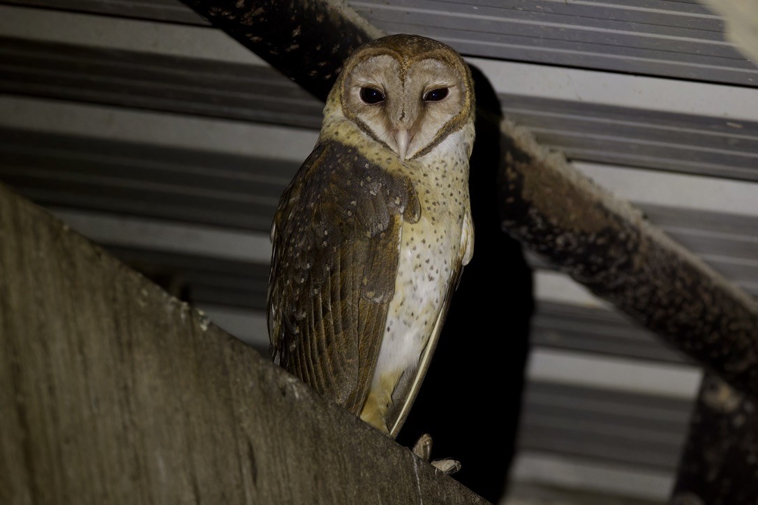 Andaman Masked-Owl - Ted Burkett
