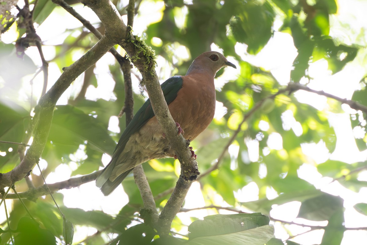 Purple-tailed Imperial-Pigeon - ML611961887