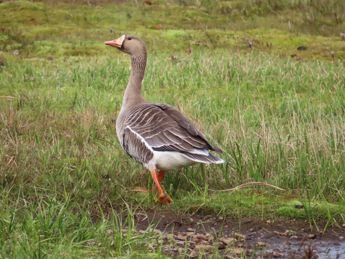 Greater White-fronted Goose (Western) - ML611962047