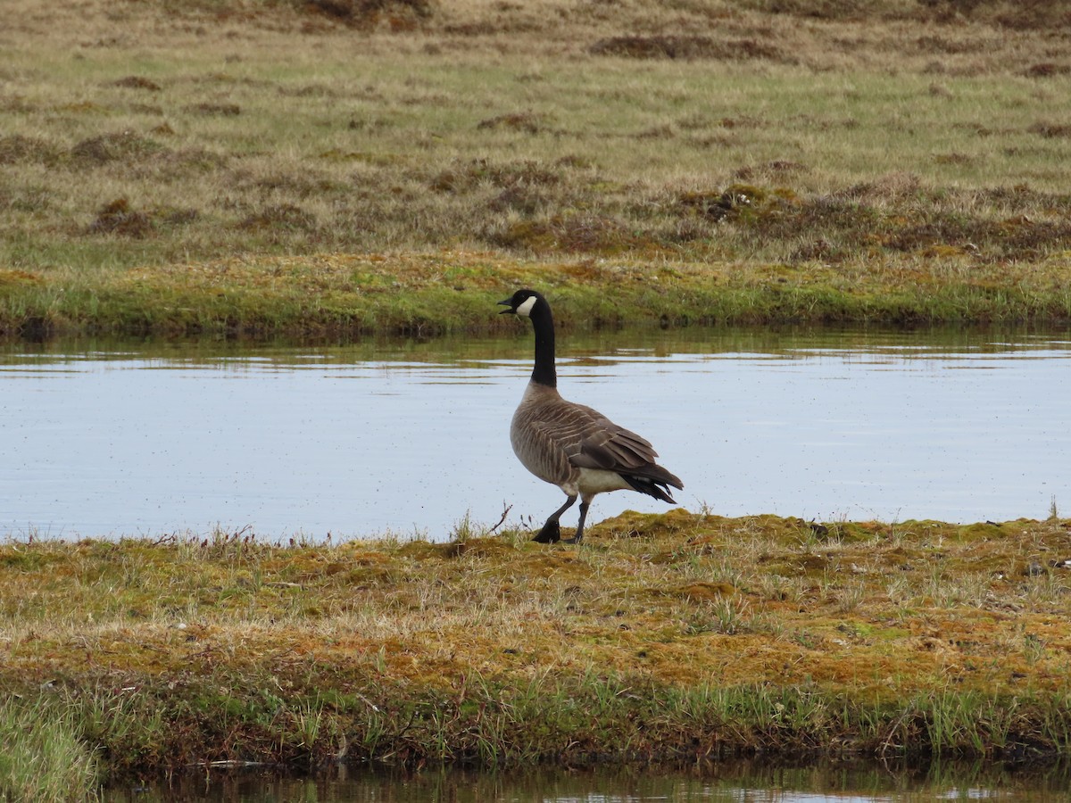 Cackling Goose (Taverner's) - ML611962051