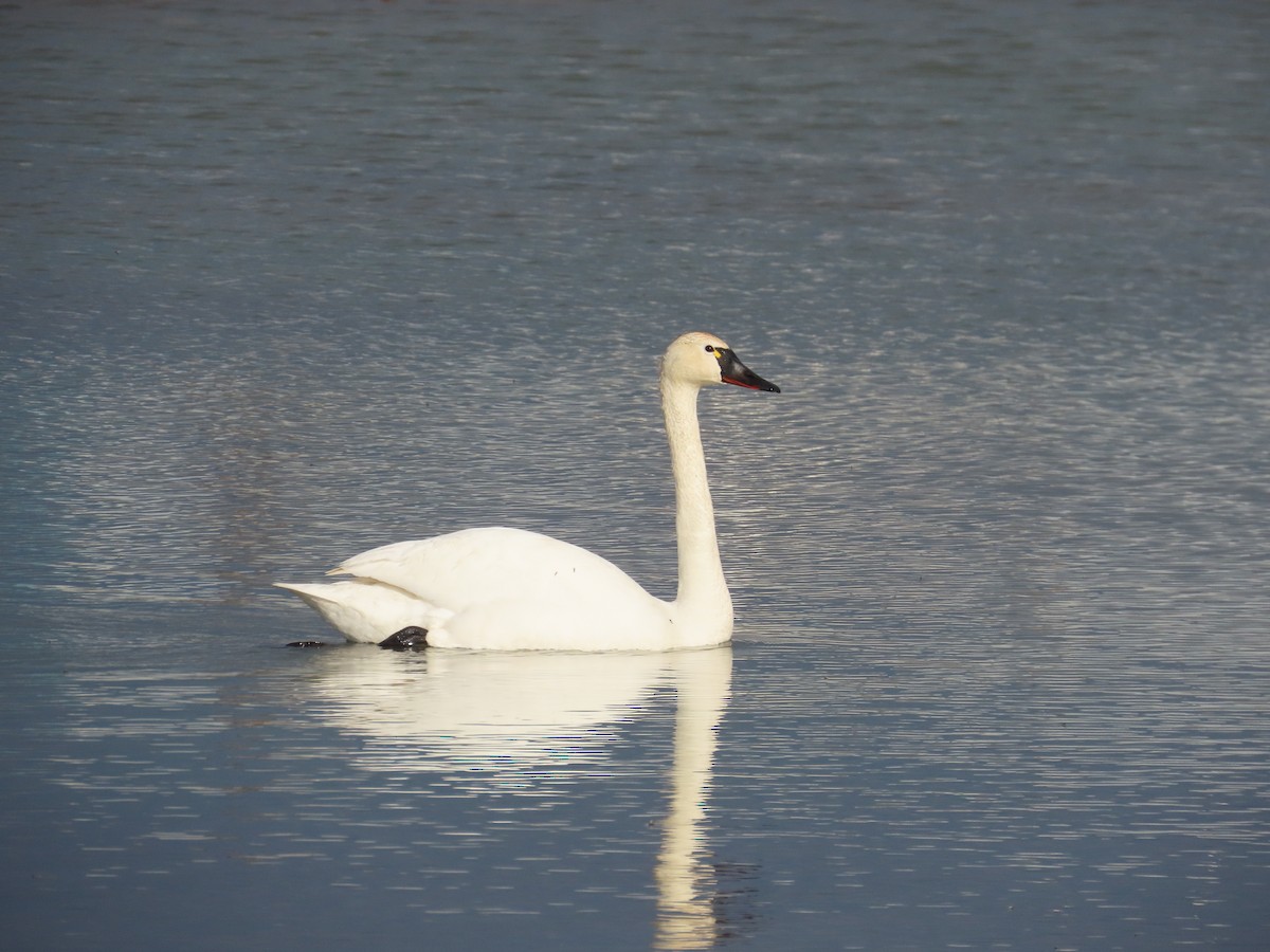 Tundra Swan (Whistling) - ML611962103