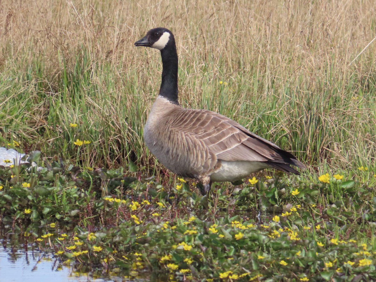 Cackling Goose (Taverner's) - ML611962105