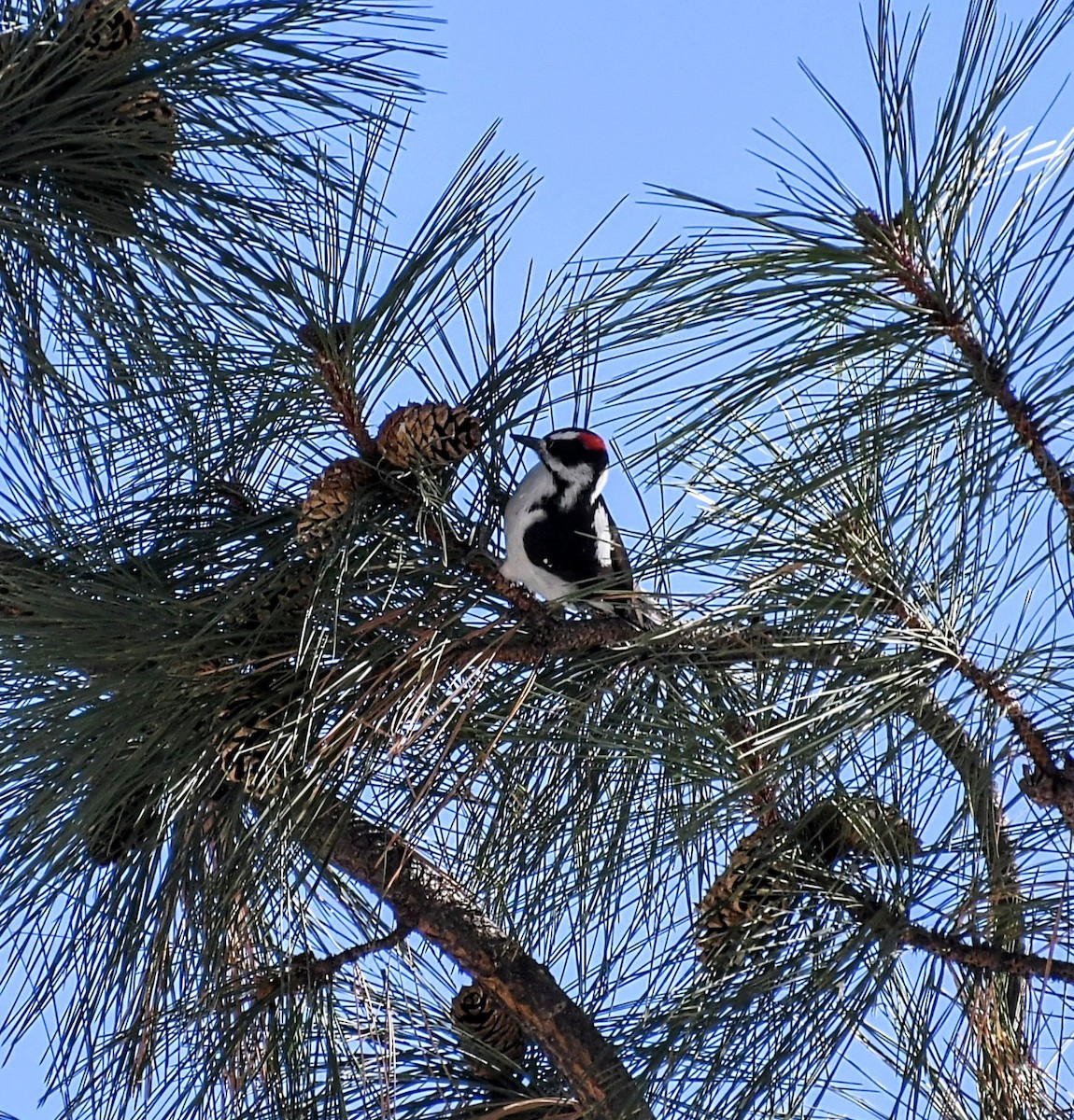 Downy Woodpecker (Rocky Mts.) - ML611962518