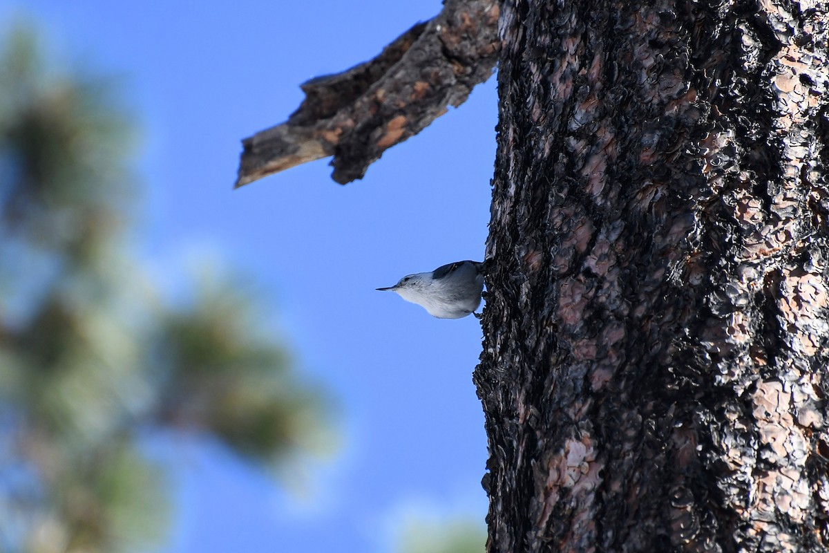 White-breasted Nuthatch - ML611962520
