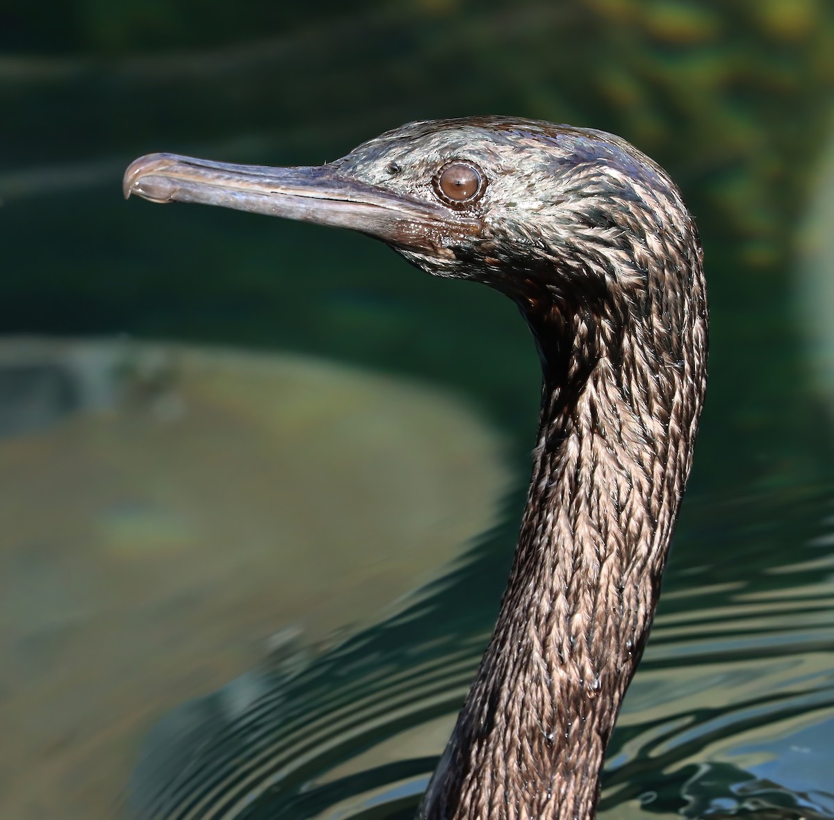 Pelagic Cormorant - ML611962708