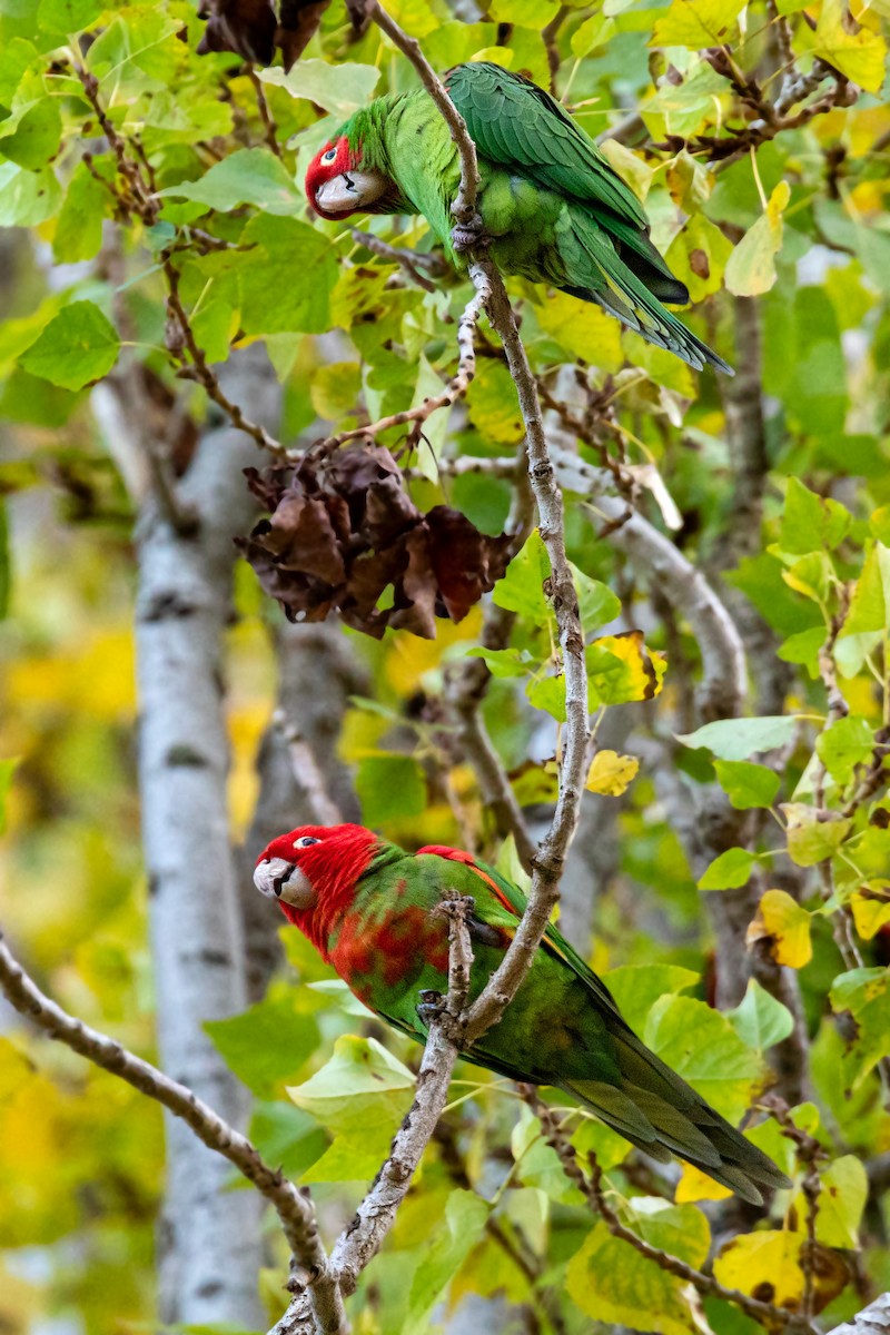 Red-masked Parakeet - ML611962795