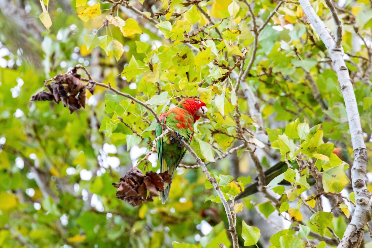 Red-masked Parakeet - ML611962808