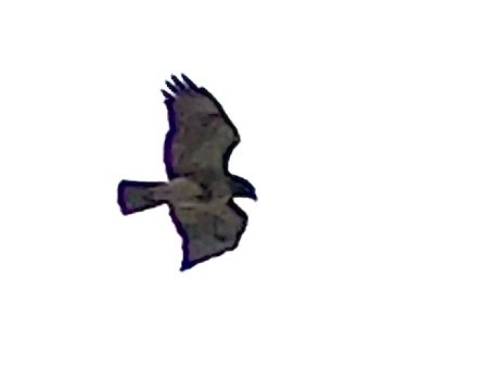 Red-tailed Hawk - ML611962900