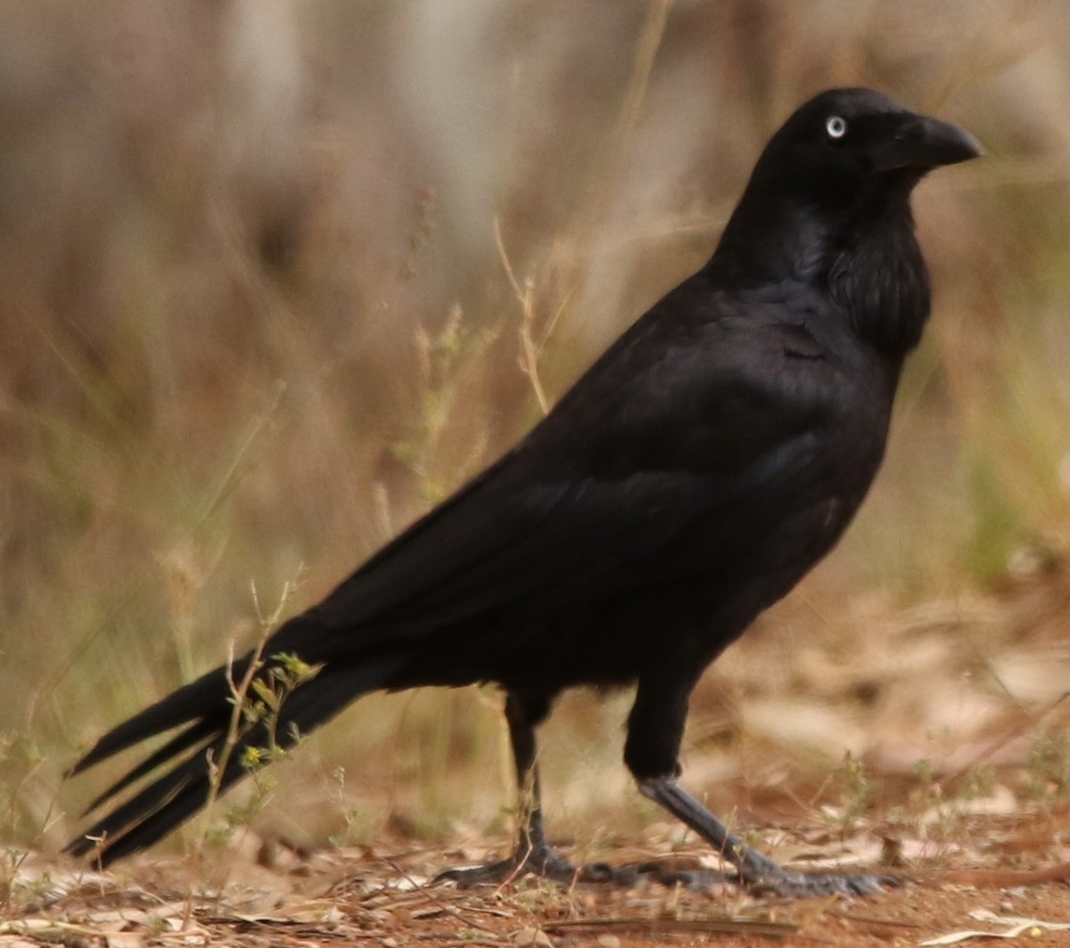 Australian Raven - ML611962938