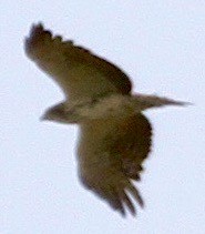 Пятнистый орёл-карлик - ML611962998