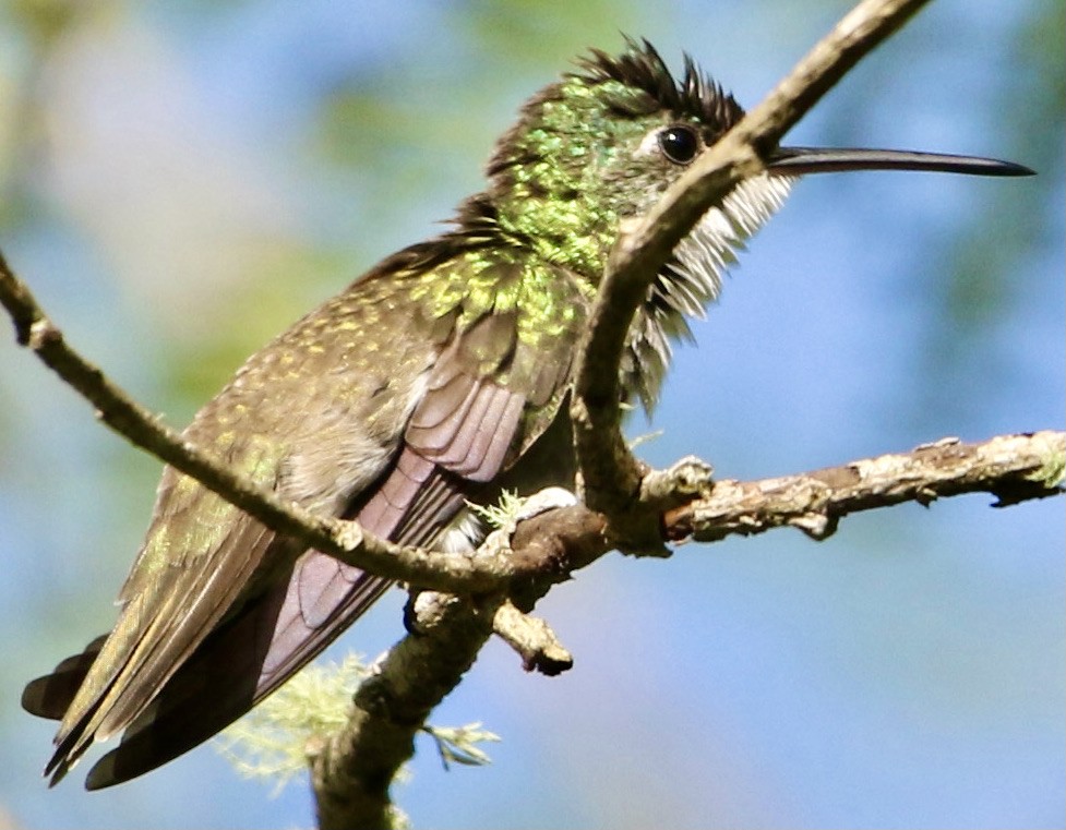 Azure-crowned Hummingbird - ML611963063