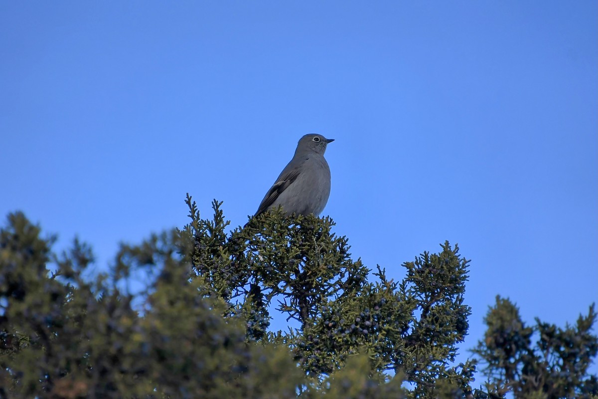 Townsend's Solitaire - ML611963271