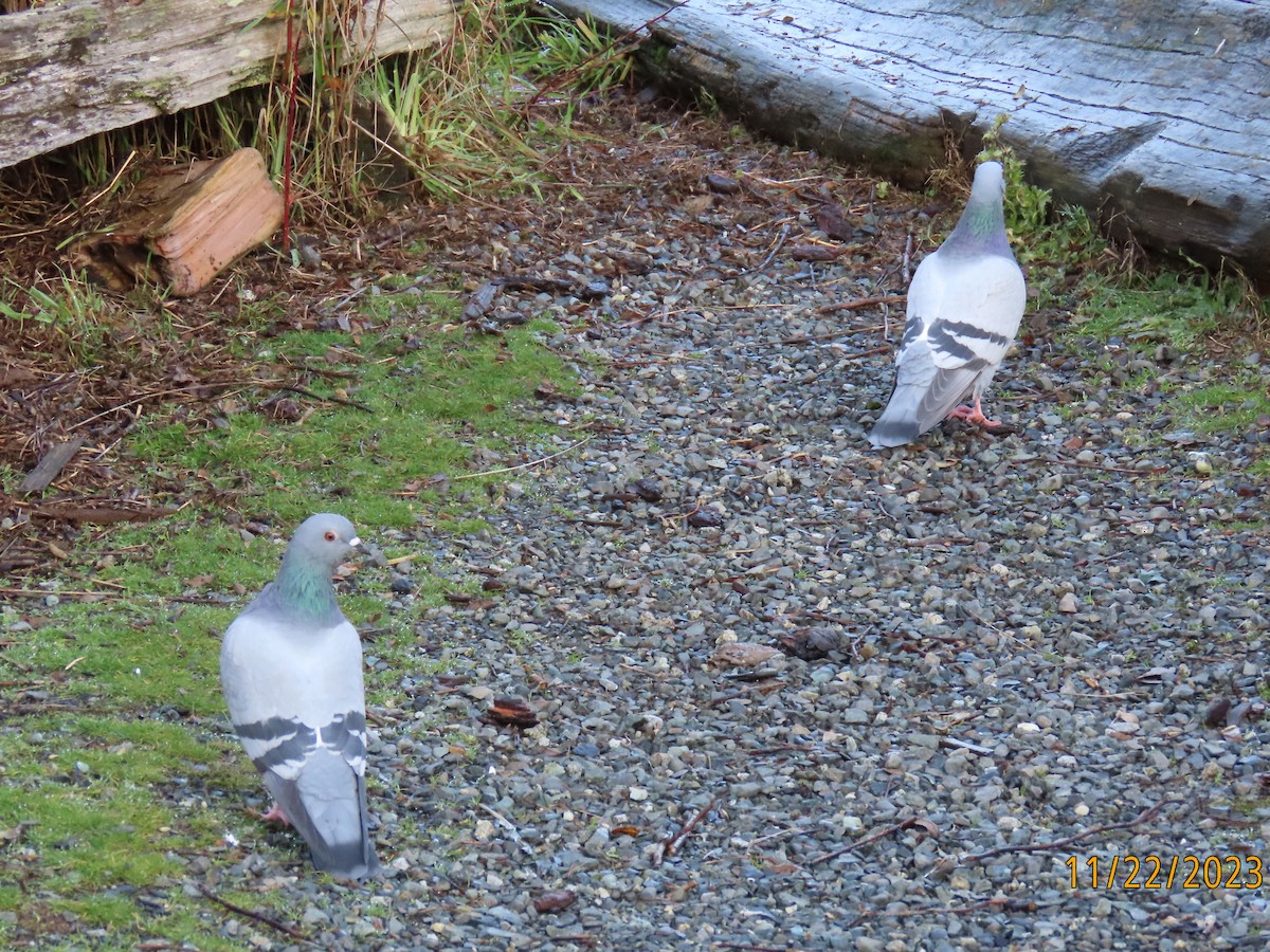 Rock Pigeon (Feral Pigeon) - ML611963541