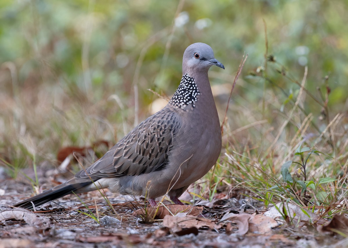 Spotted Dove (Eastern) - ML611963592