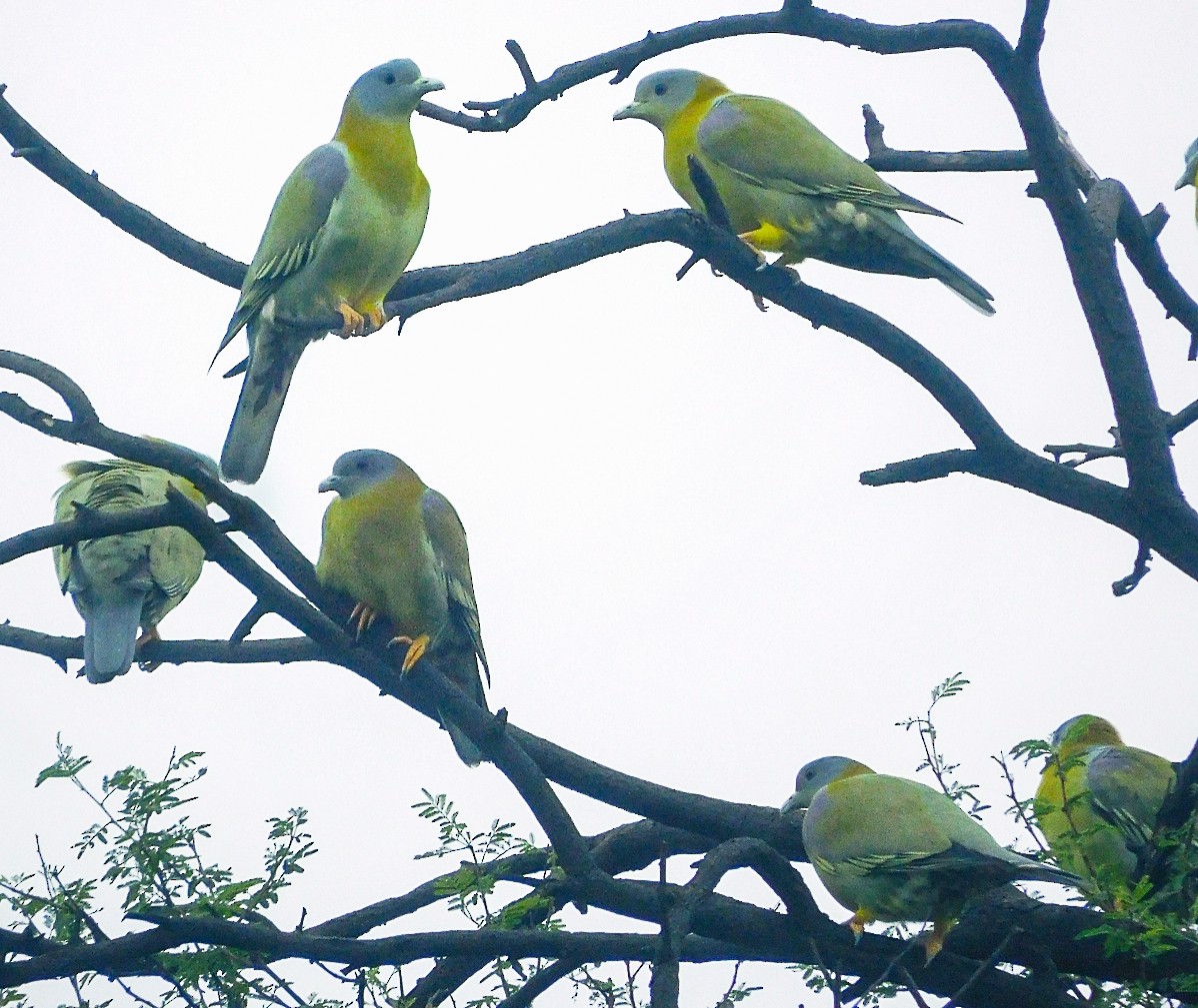 Yellow-footed Green-Pigeon - ML611963688
