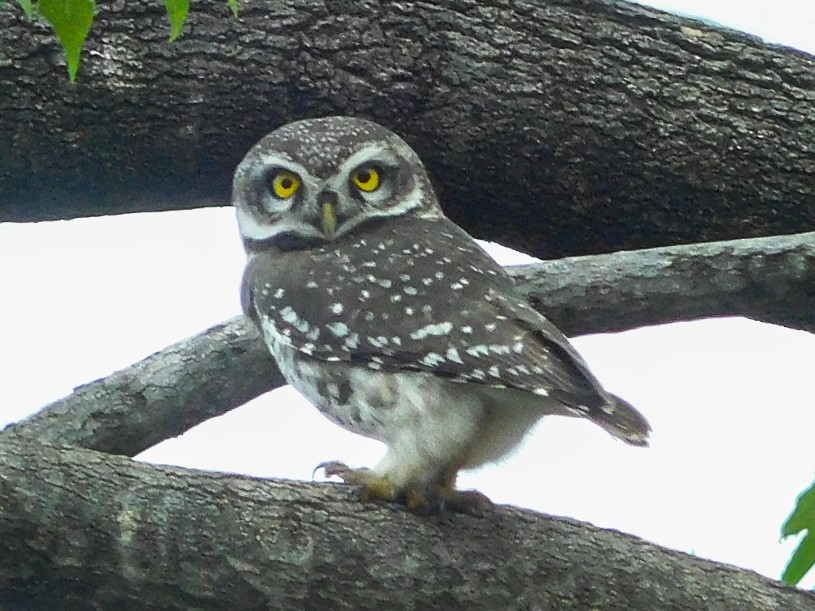 Spotted Owlet - ML611963708