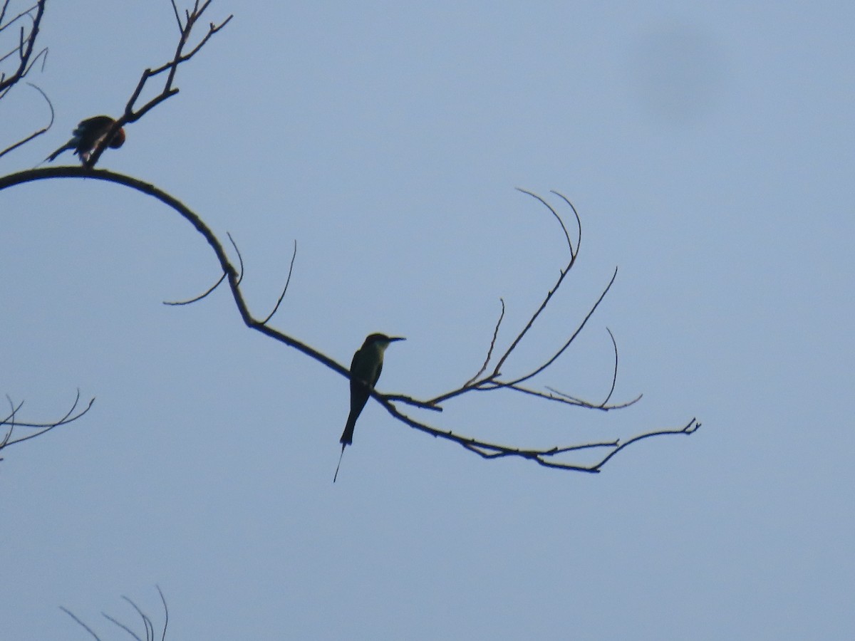 Blue-tailed Bee-eater - ML611964012