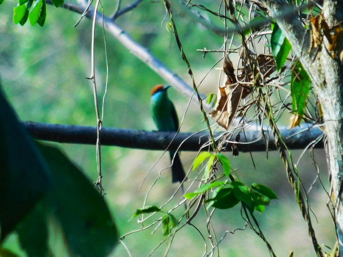Blue-tailed Bee-eater - Frevan Cadabona