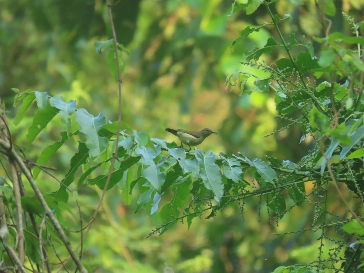 Garden Sunbird - Frevan Cadabona