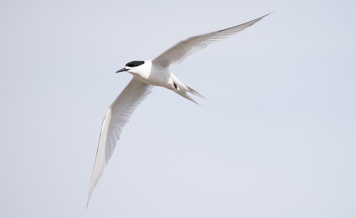 White-fronted Tern - ML611964260