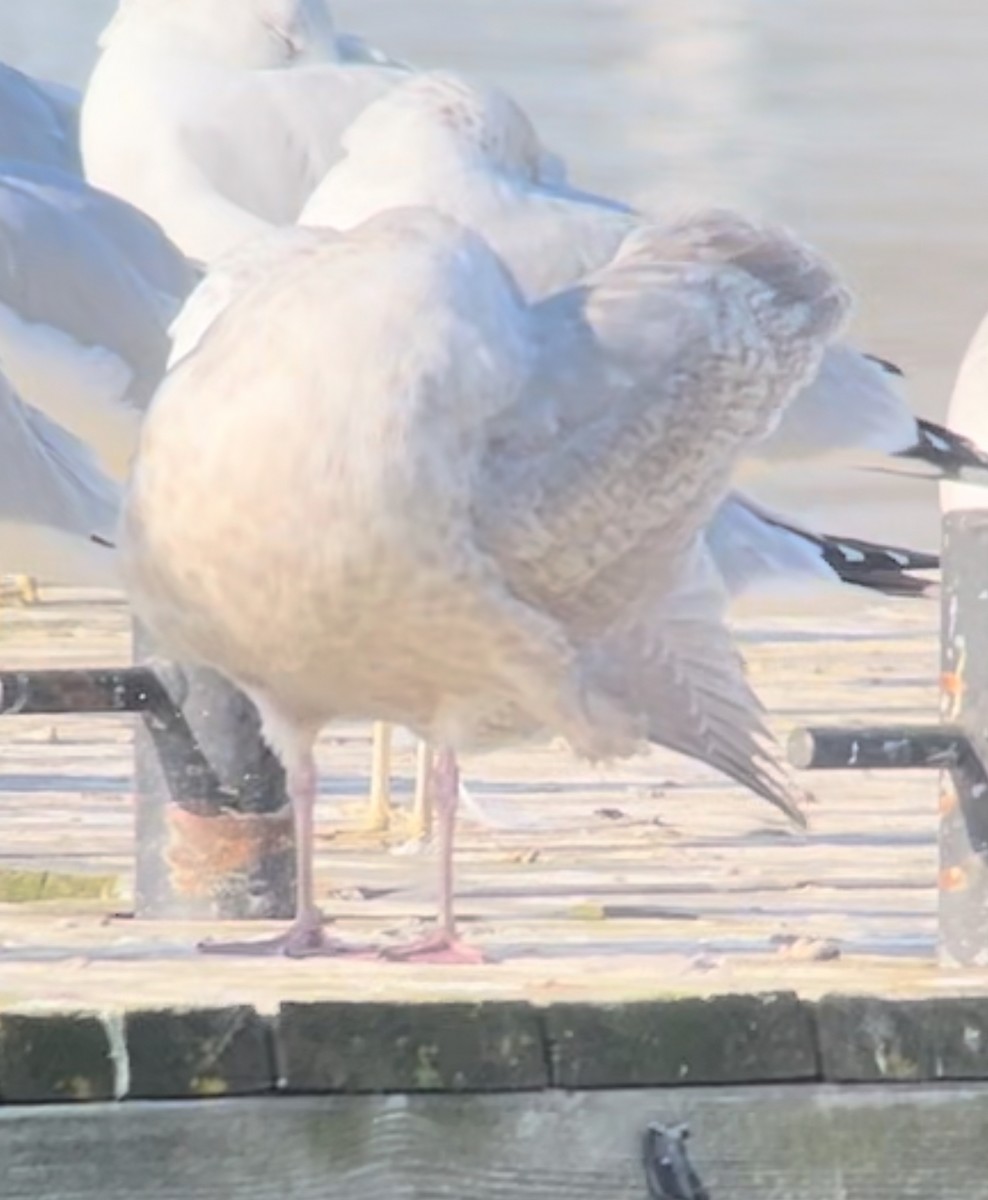 Glaucous-winged Gull - Jeremy L. Hatt