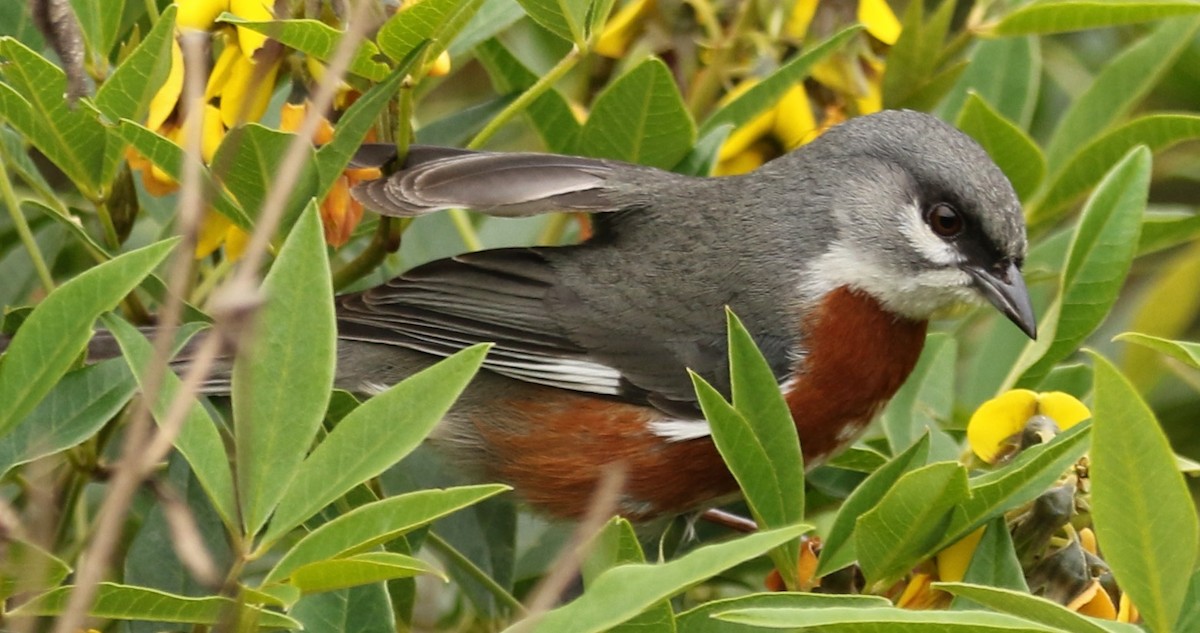 Bay-chested Warbling Finch - Connie Lintz