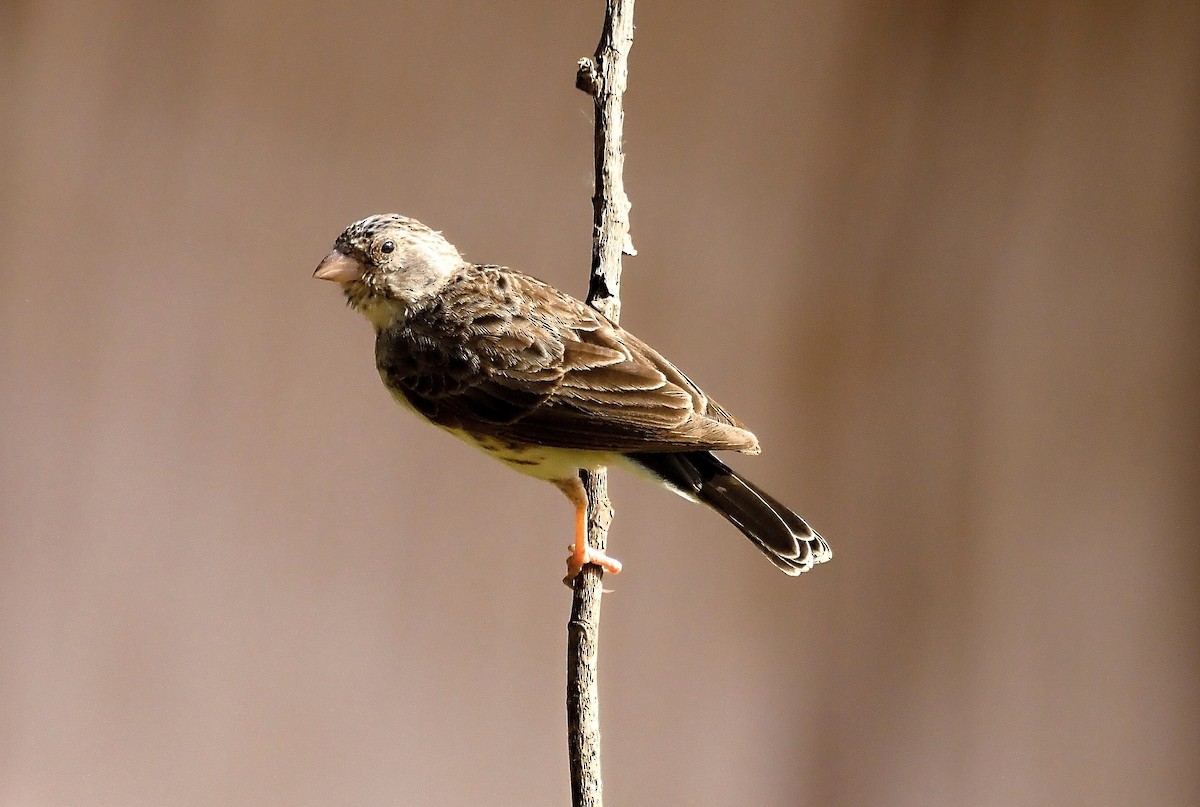 White-rumped Seedeater - ML611964902