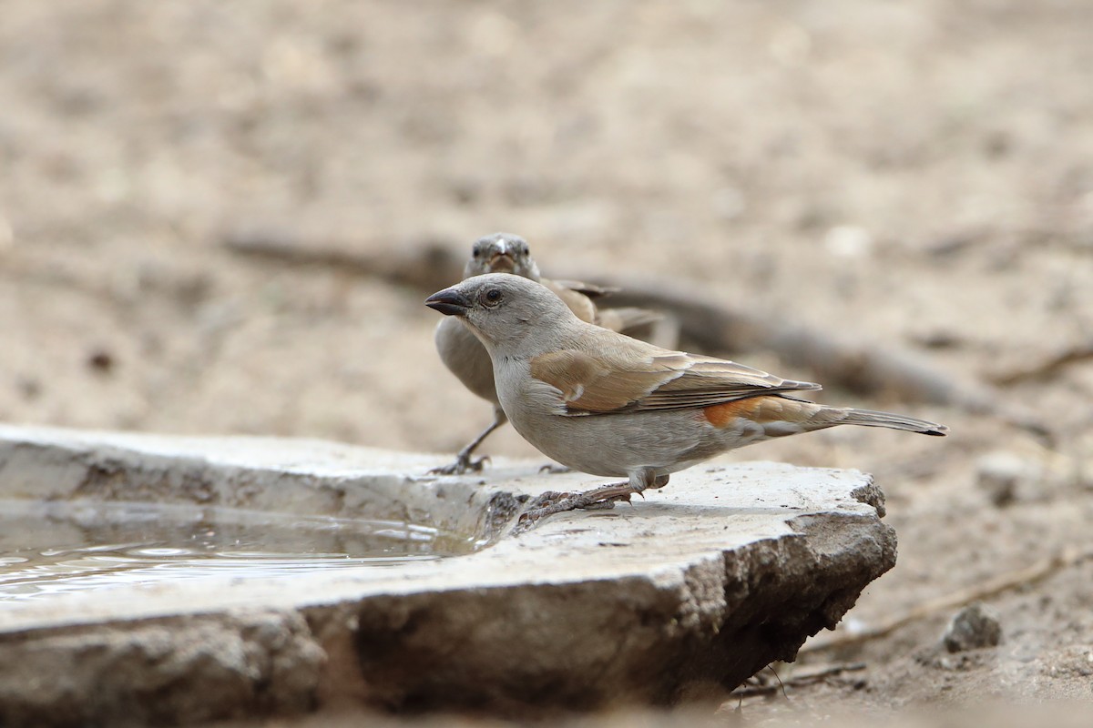 Swahili Sparrow - Ohad Sherer