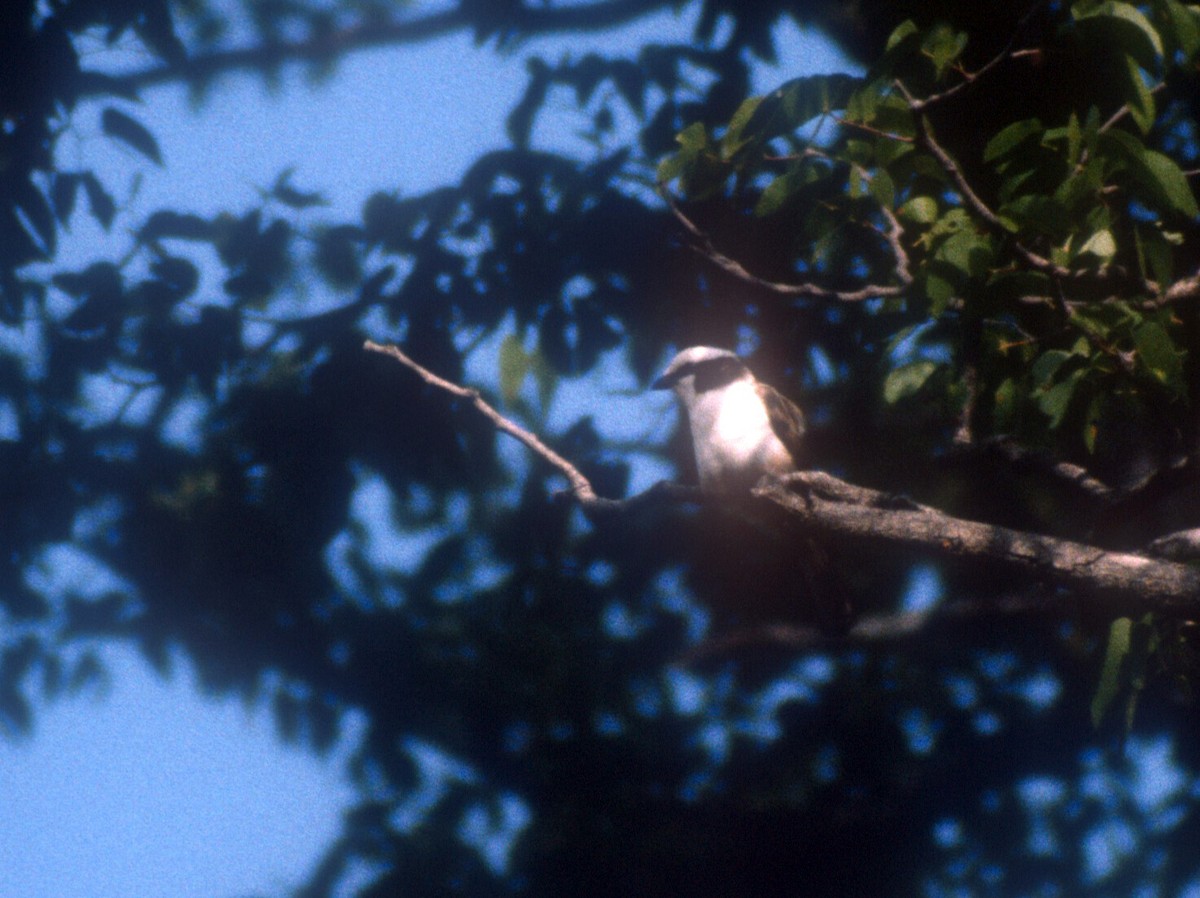 White-crowned Shrike - ML611965246