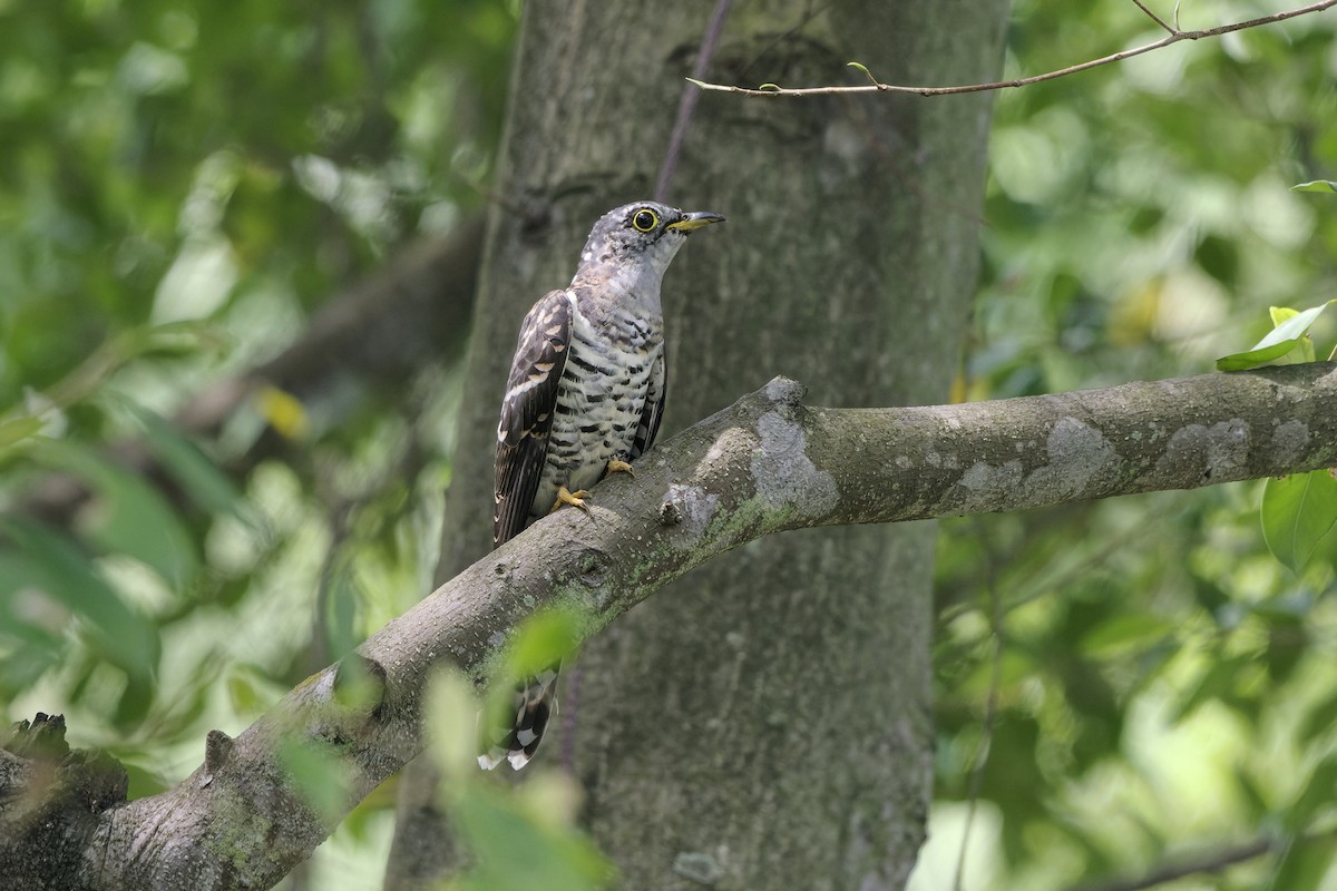 Indian Cuckoo - Kian Guan Tay