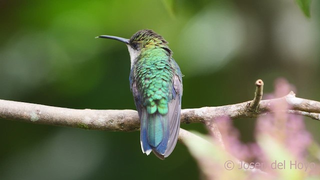 kolibřík vidloocasý (ssp. colombica/rostrifera) - ML611965827