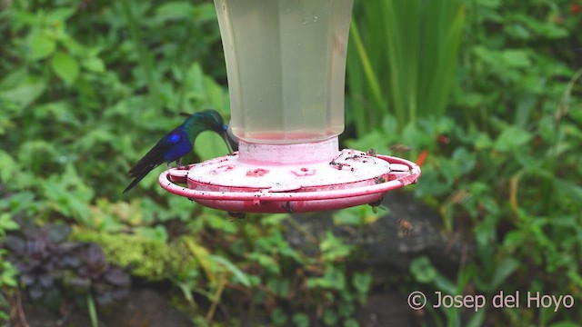 kolibřík vidloocasý (ssp. colombica/rostrifera) - ML611965911