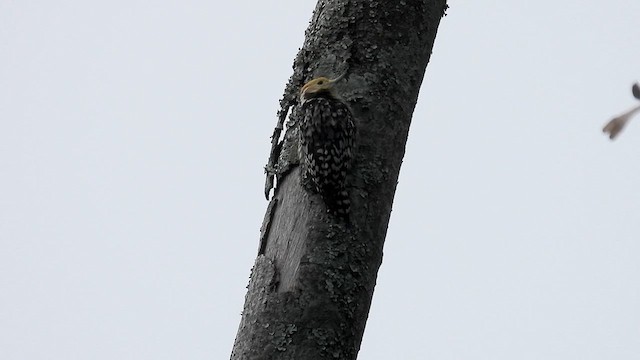 Yellow-crowned Woodpecker - ML611966037