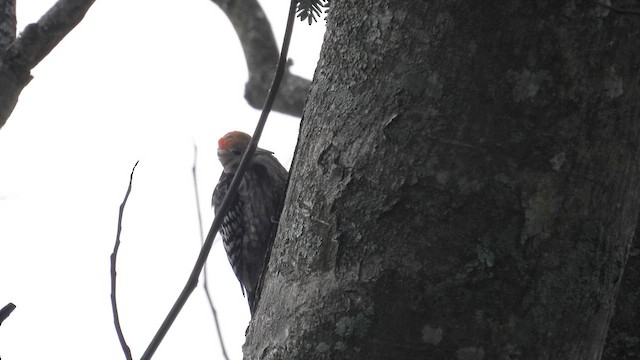 Yellow-crowned Woodpecker - ML611966041