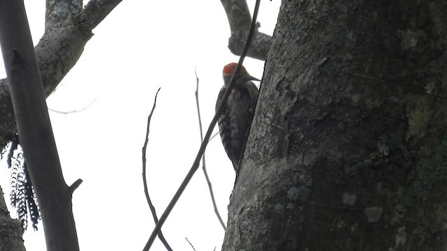Yellow-crowned Woodpecker - ML611966042