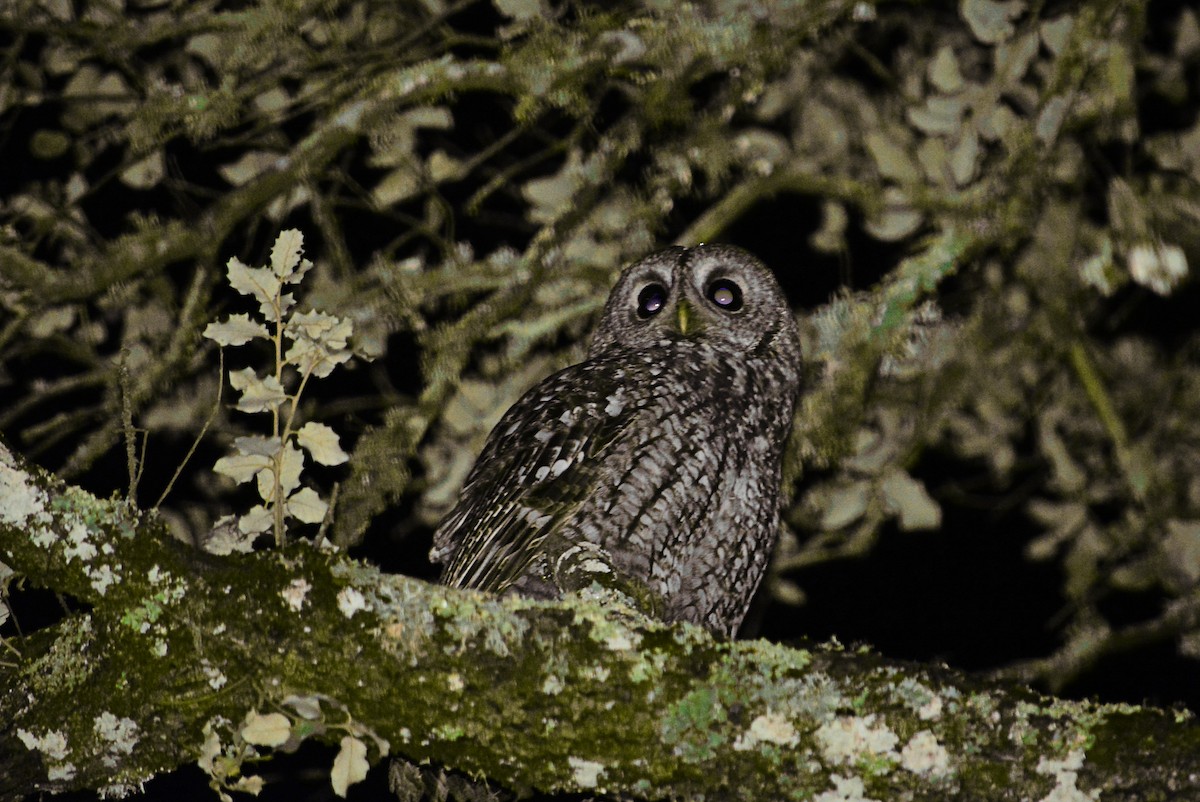 Tawny Owl - Paulo Narciso