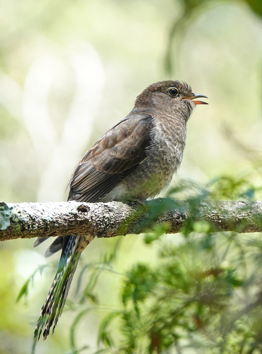 Fan-tailed Cuckoo - Liz Noble