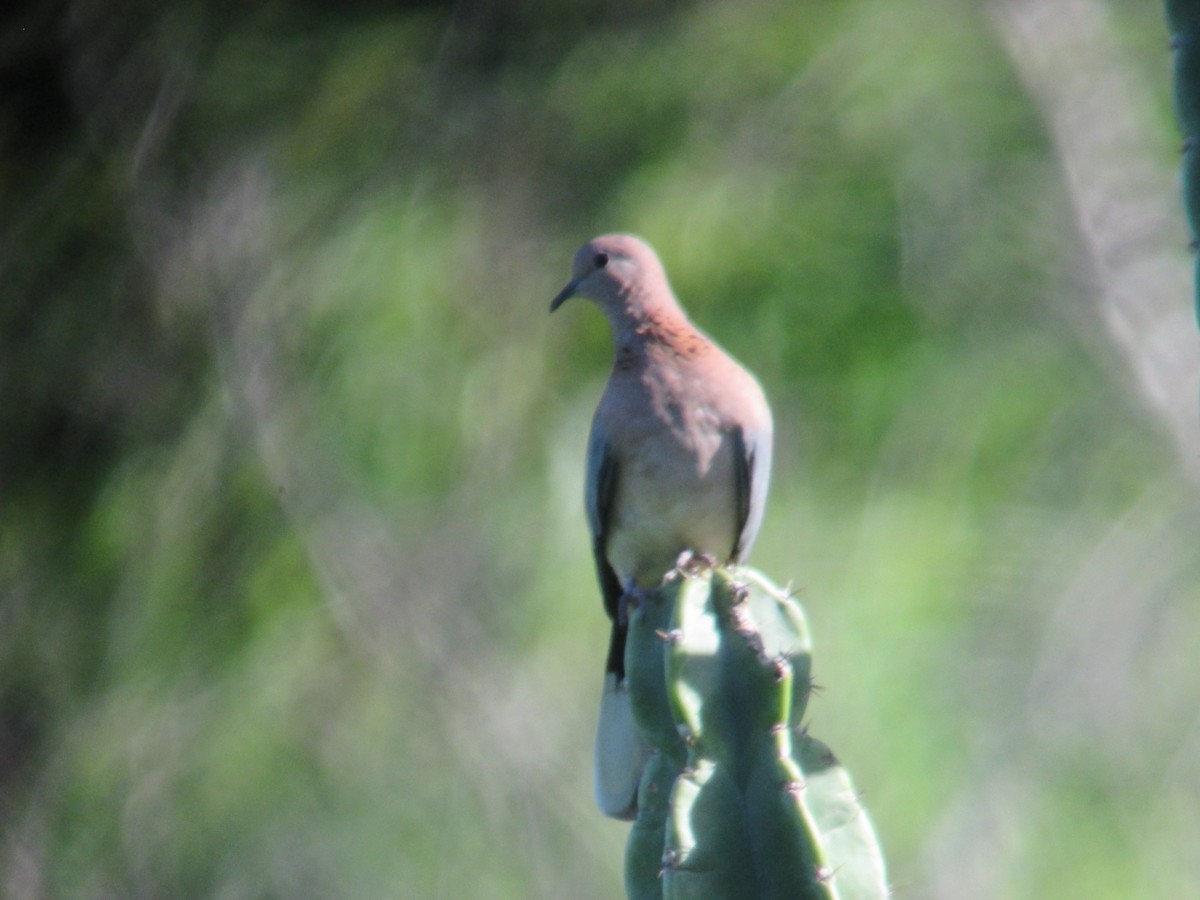 Laughing Dove - ML611966313