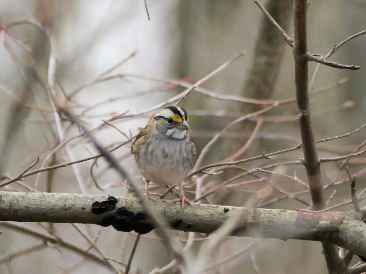 White-throated Sparrow - ML611966433