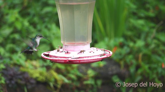 kolibřík vidloocasý (ssp. colombica/rostrifera) - ML611966590