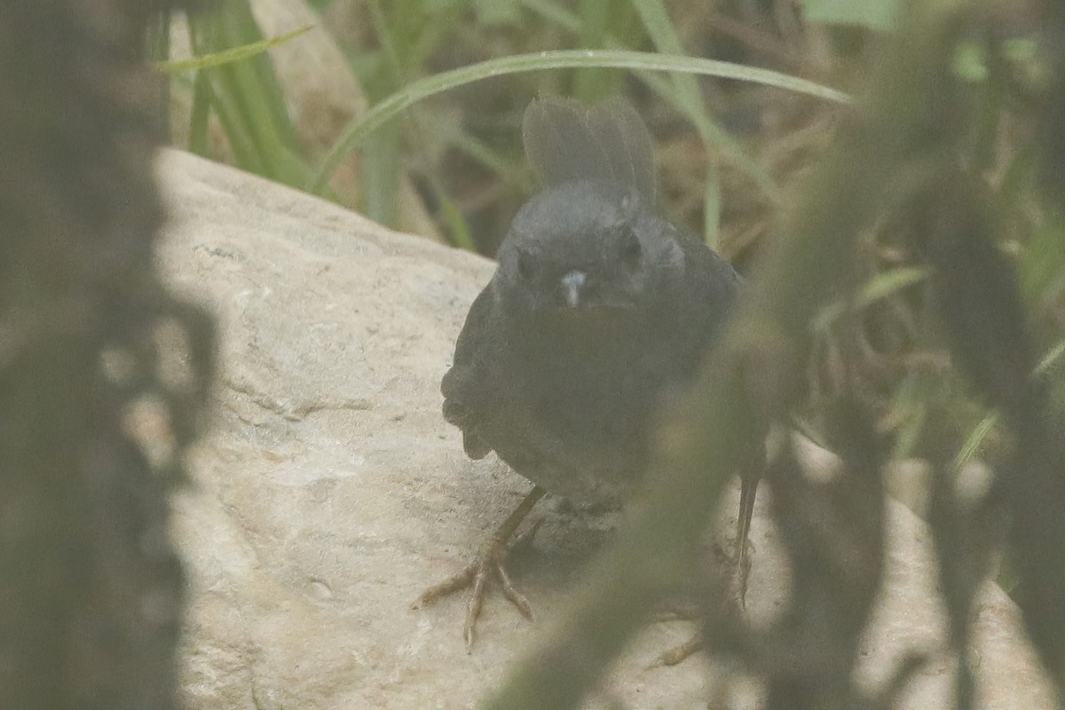 Trilling Tapaculo - ML611966630