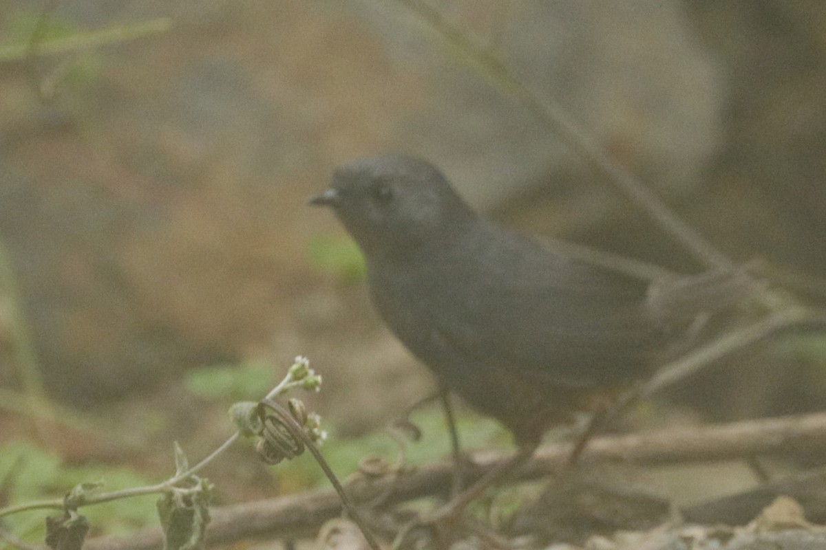 Trilling Tapaculo - ML611966631