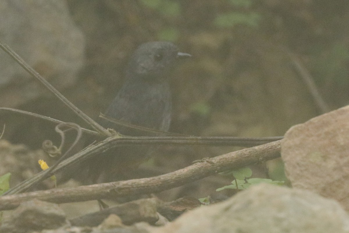 Trilling Tapaculo - ML611966632