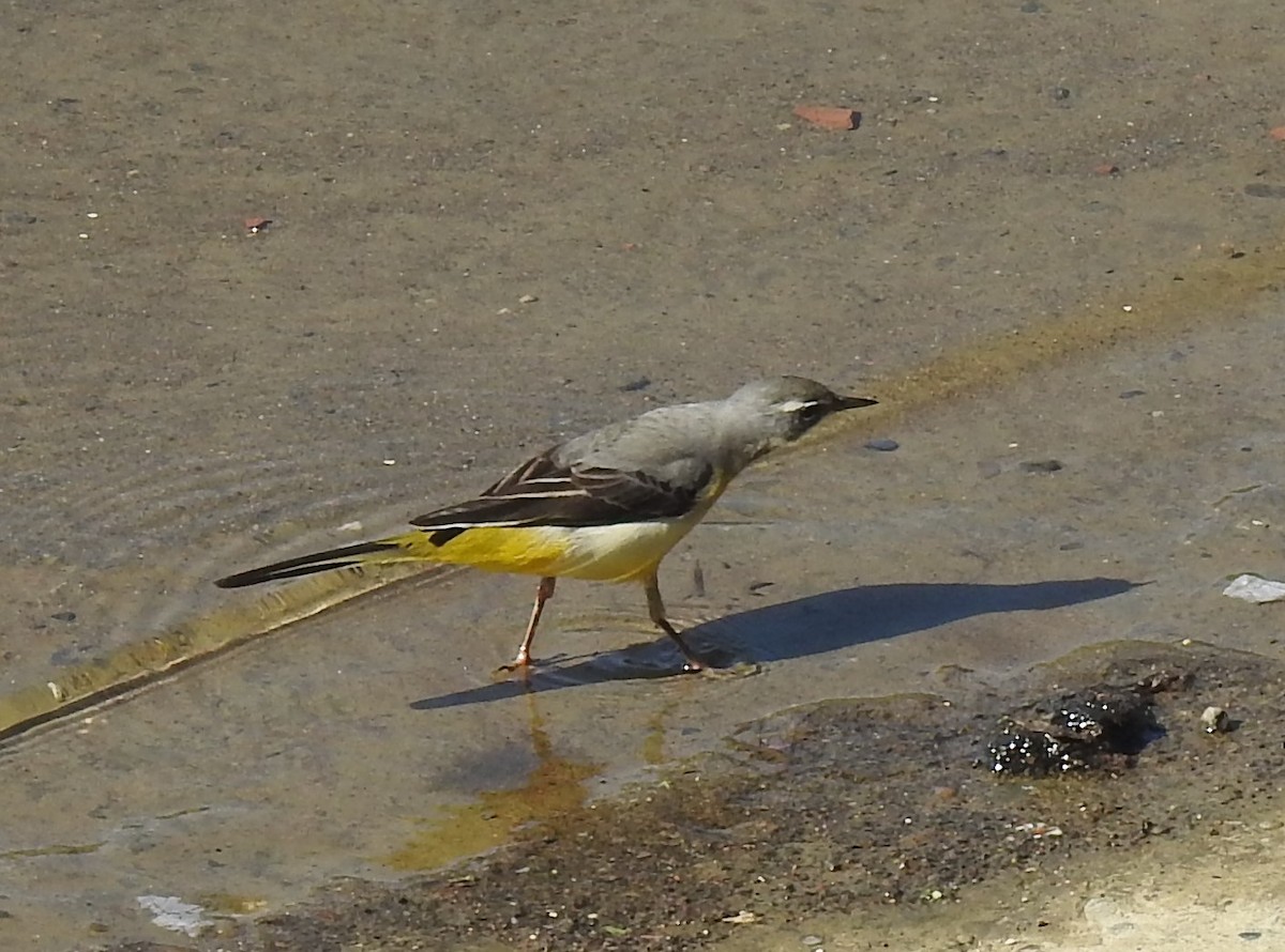 Gray Wagtail - Andrew Kramer