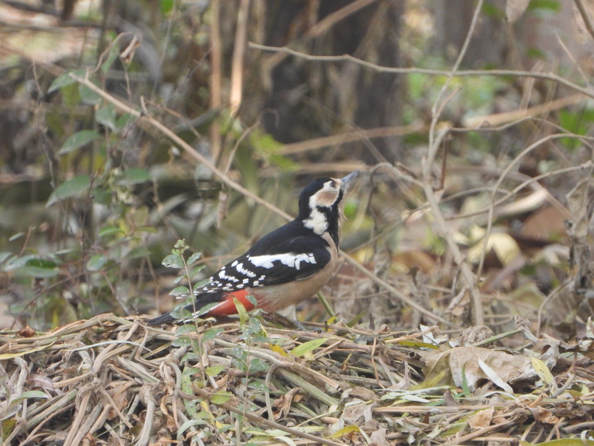 Great Spotted Woodpecker - ML611967231