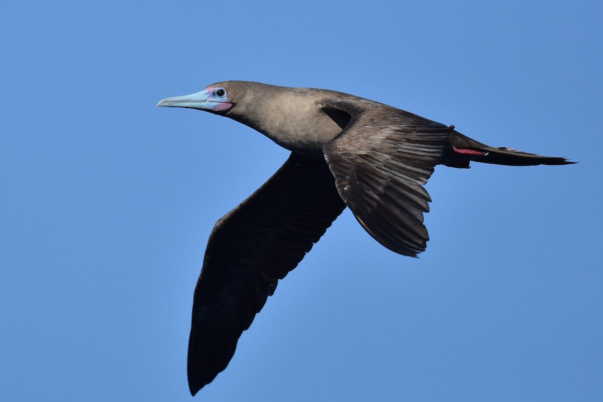 Red-footed Booby - ML611967315
