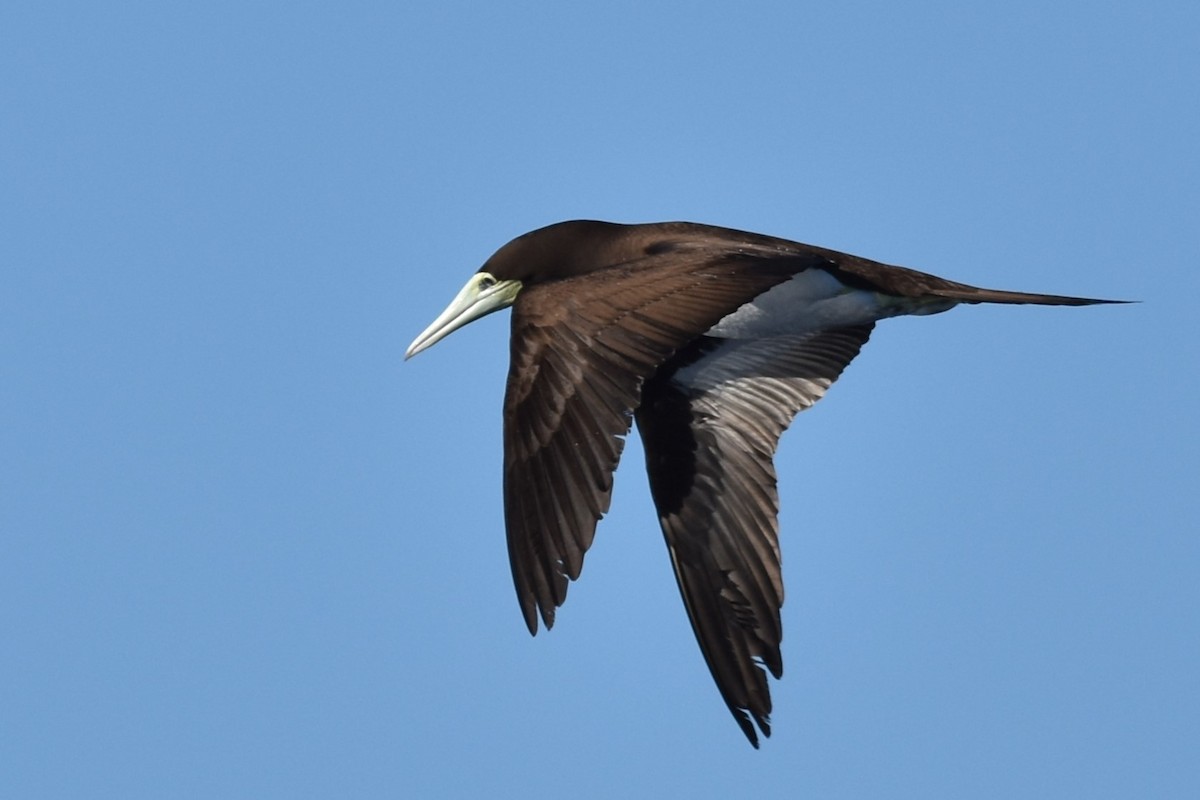 Brown Booby - ML611967320