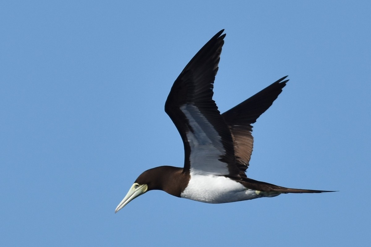 Brown Booby - ML611967321