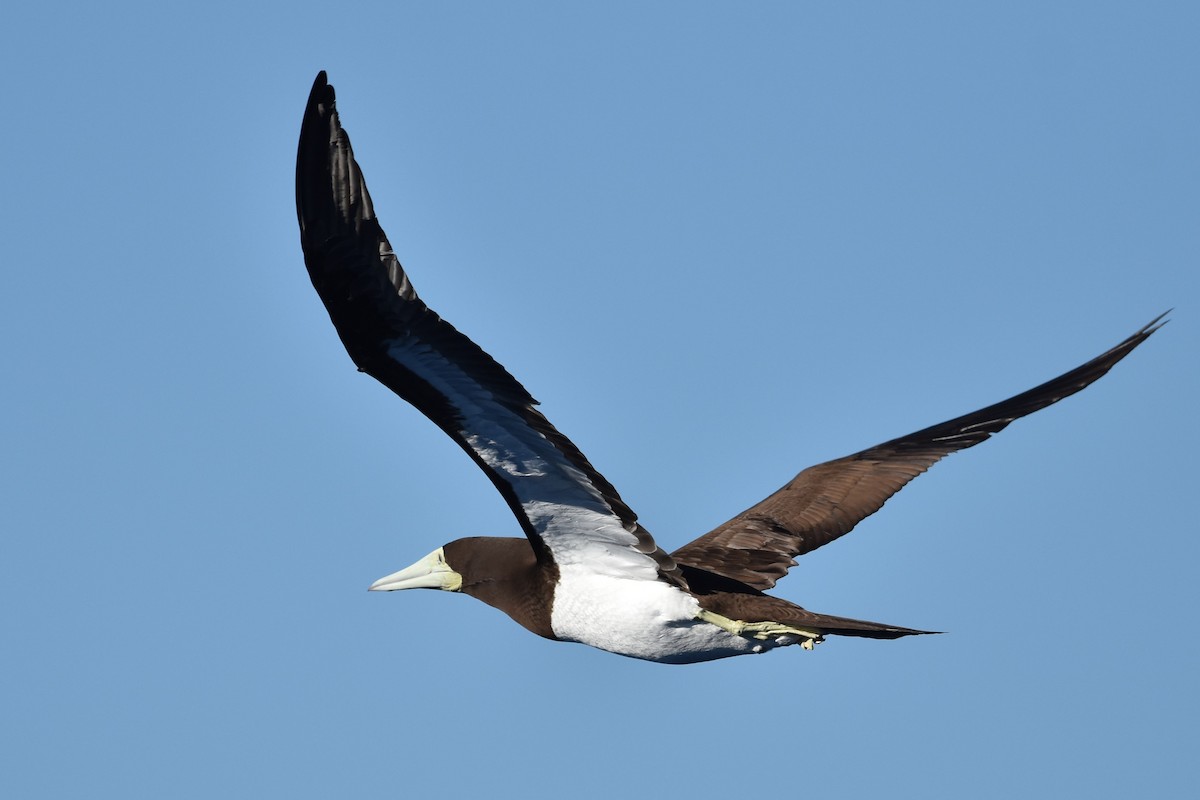 Brown Booby - ML611967324